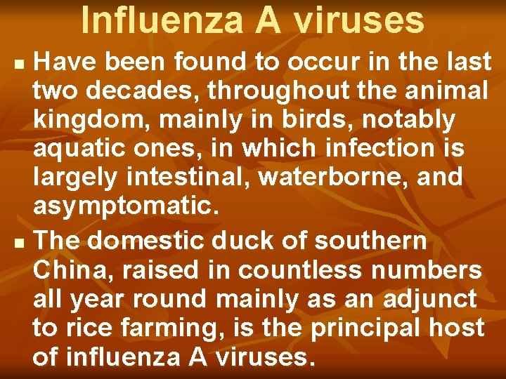 Influenza A viruses Have been found to occur in the last two decades, throughout