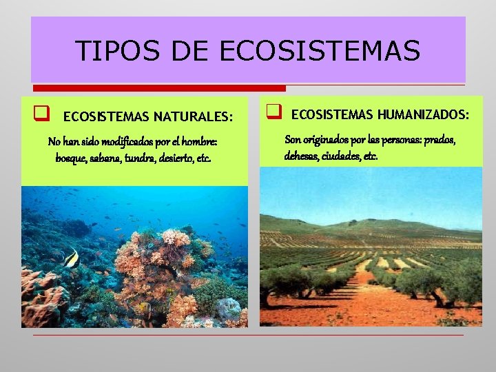 TIPOS DE ECOSISTEMAS q ECOSISTEMAS NATURALES: No han sido modificados por el hombre: bosque,