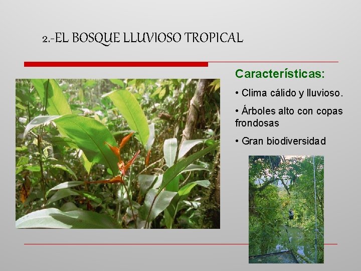 2. -EL BOSQUE LLUVIOSO TROPICAL Características: • Clima cálido y lluvioso. • Árboles alto