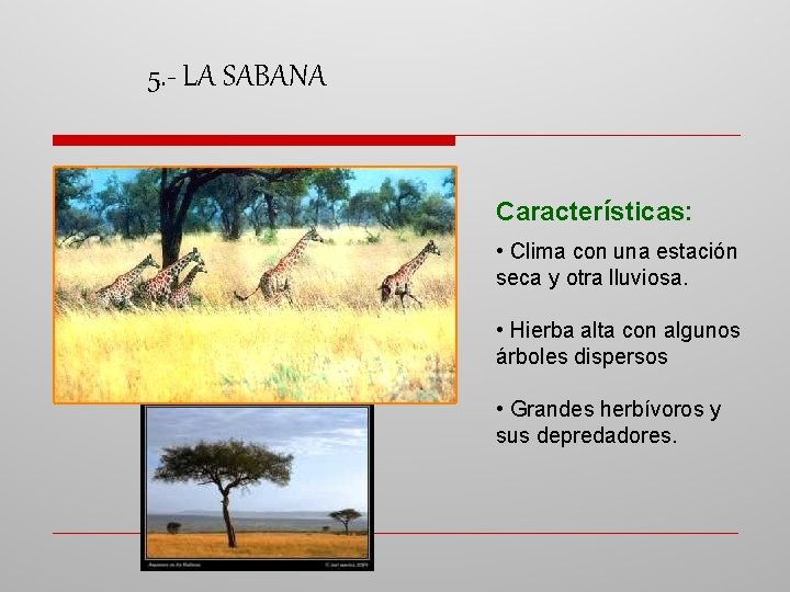 5. - LA SABANA Características: • Clima con una estación seca y otra lluviosa.