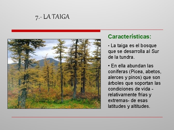 7. - LA TAIGA Características: • La taiga es el bosque se desarrolla al