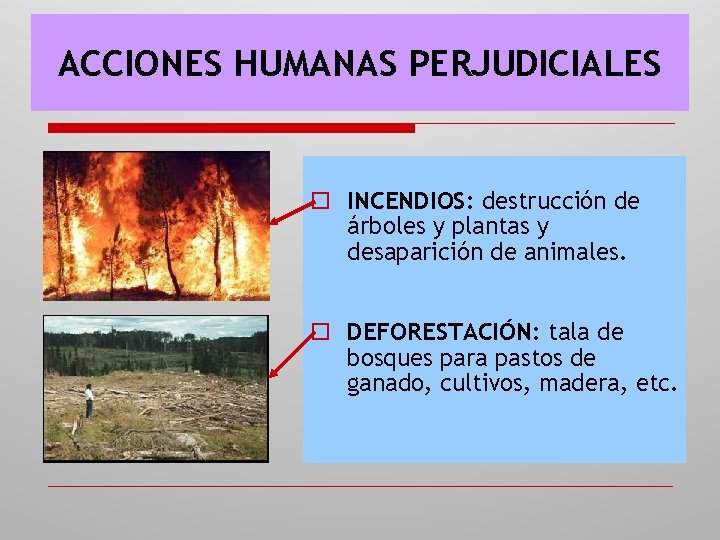 ACCIONES HUMANAS PERJUDICIALES o INCENDIOS: destrucción de árboles y plantas y desaparición de animales.