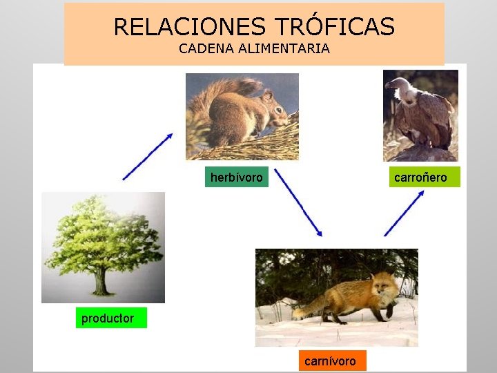 RELACIONES TRÓFICAS CADENA ALIMENTARIA herbívoro carroñero productor carnívoro 