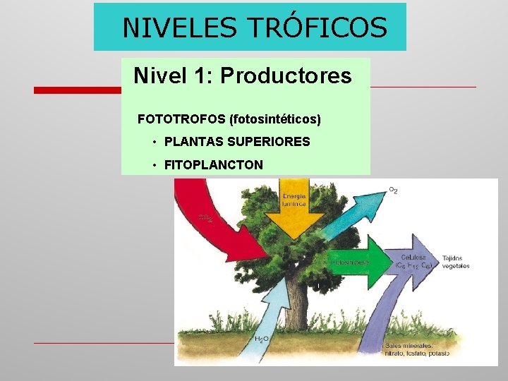 NIVELES TRÓFICOS Nivel 1: Productores FOTOTROFOS (fotosintéticos) • PLANTAS SUPERIORES • FITOPLANCTON 