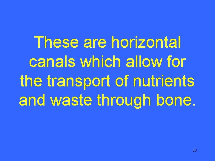 These are horizontal canals which allow for the transport of nutrients and waste through