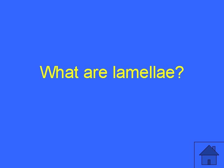 What are lamellae? 29 