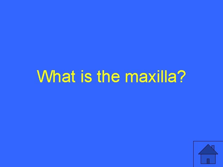 What is the maxilla? 37 