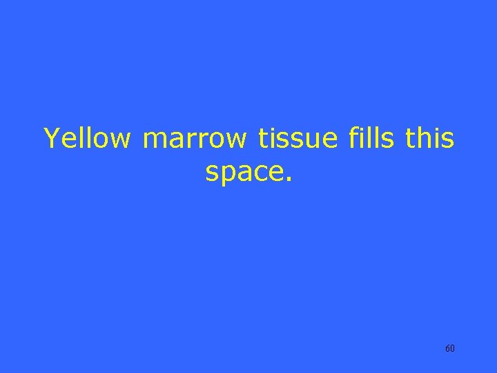 Yellow marrow tissue fills this space. 60 