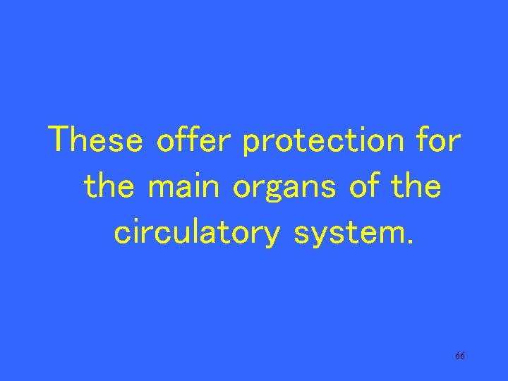 These offer protection for the main organs of the circulatory system. 66 