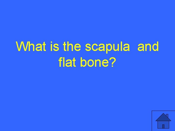 What is the scapula and flat bone? 8 