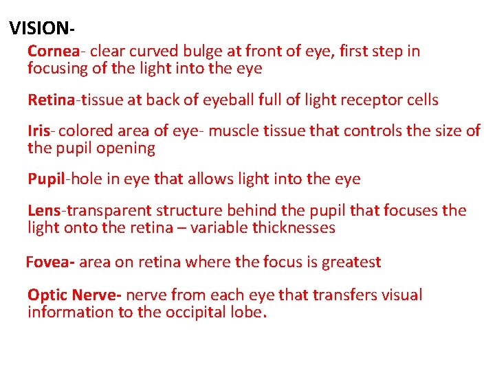 VISION- Cornea- clear curved bulge at front of eye, first step in focusing of