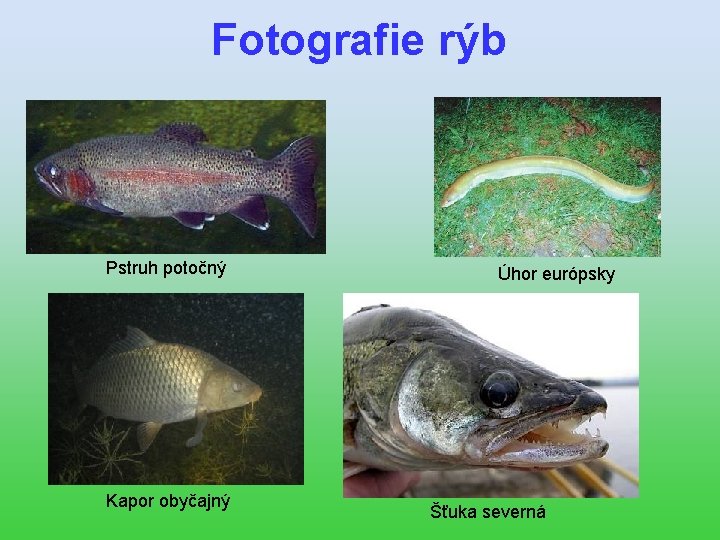 Fotografie rýb Pstruh potočný Kapor obyčajný Úhor európsky Šťuka severná 