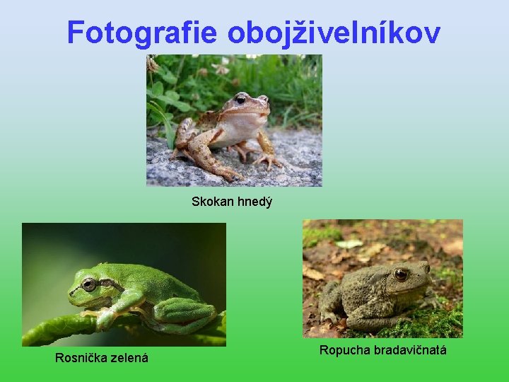 Fotografie obojživelníkov Skokan hnedý Rosnička zelená Ropucha bradavičnatá 