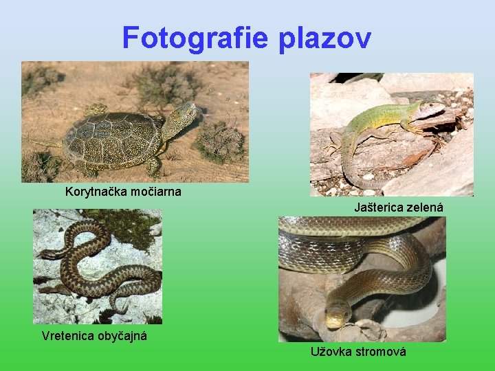 Fotografie plazov Korytnačka močiarna Jašterica zelená Vretenica obyčajná Užovka stromová 