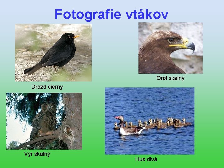 Fotografie vtákov Orol skalný Drozd čierny Výr skalný Hus divá 