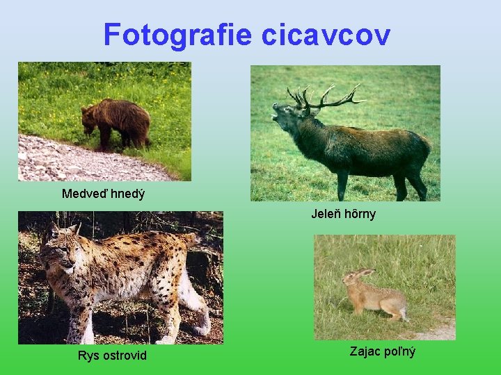 Fotografie cicavcov Medveď hnedý Jeleň hôrny Rys ostrovid Zajac poľný 