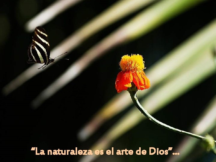 “La naturaleza es el arte de Dios”. . . 