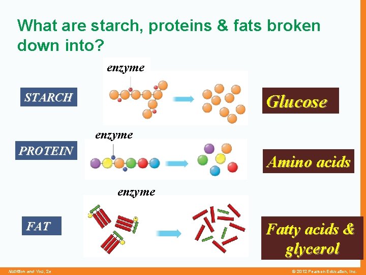 What are starch, proteins & fats broken down into? enzyme STARCH Glucose enzyme PROTEIN