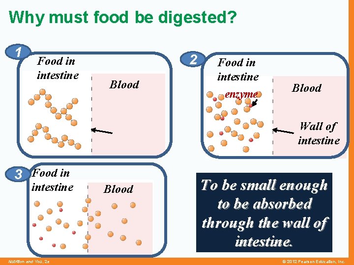 Why must food be digested? 1 Food in intestine 2 Blood Food in intestine