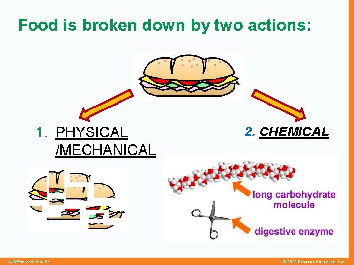 Food is broken down by two actions: 1. PHYSICAL /MECHANICAL Nutrition and You, 2
