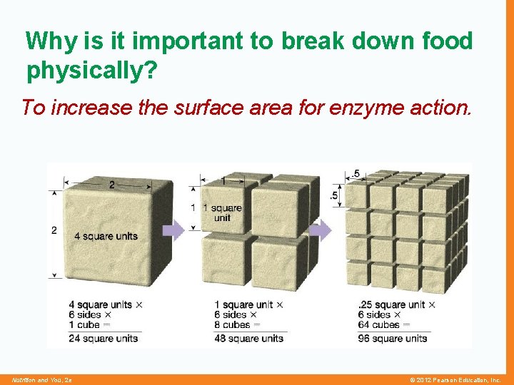 Why is it important to break down food physically? To increase the surface area