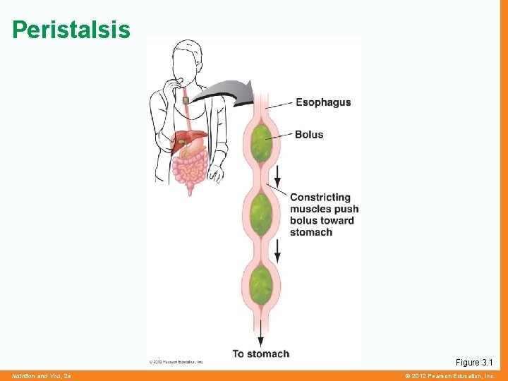 Peristalsis Figure 3. 1 Nutrition and You, 2 e © 2012 Pearson Education, Inc.