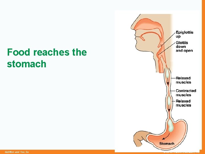 Food reaches the stomach Nutrition and You, 2 e © 2012 Pearson Education, Inc.