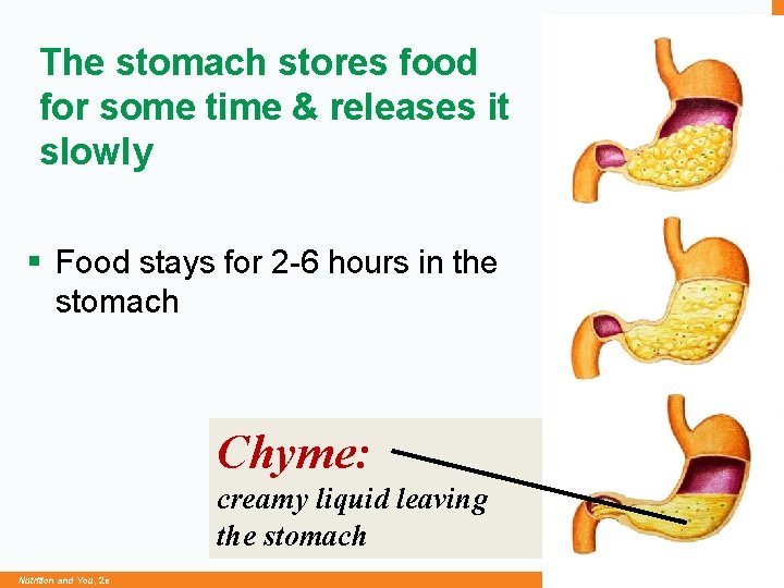 The stomach stores food for some time & releases it slowly § Food stays