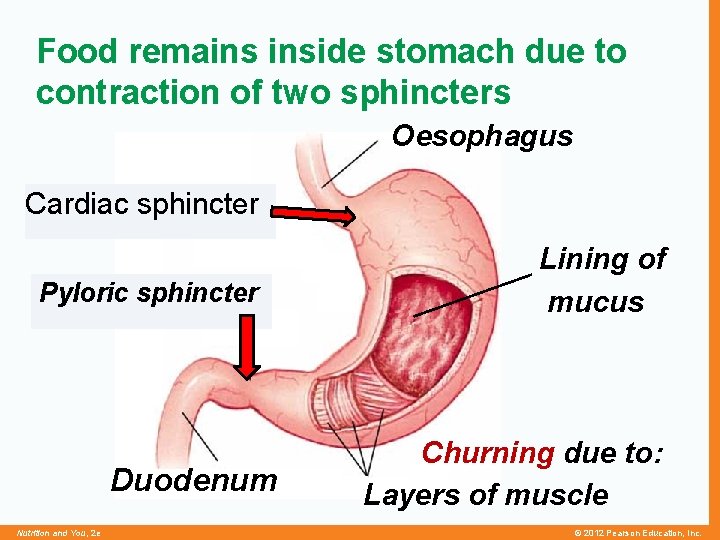 Food remains inside stomach due to contraction of two sphincters Oesophagus Cardiac sphincter Pyloric