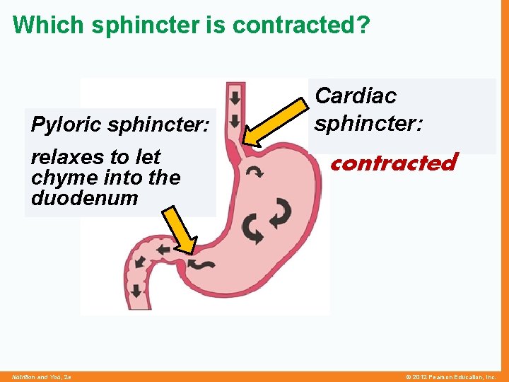 Which sphincter is contracted? Pyloric sphincter: relaxes to let chyme into the duodenum Nutrition