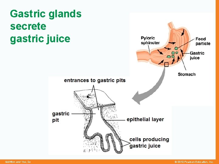Gastric glands secrete gastric juice Nutrition and You, 2 e © 2012 Pearson Education,