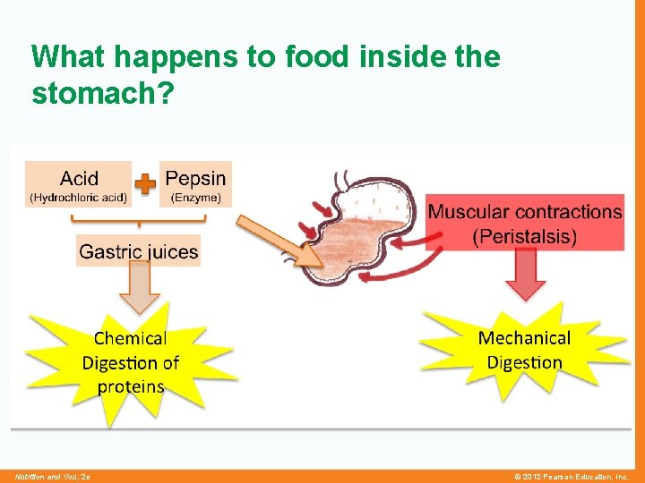 What happens to food inside the stomach? Nutrition and You, 2 e © 2012