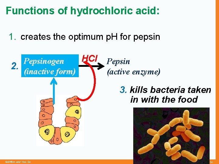 Functions of hydrochloric acid: 1. creates the optimum p. H for pepsin HCl Pepsinogen