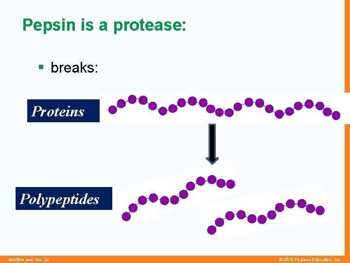 Pepsin is a protease: § breaks: Proteins Polypeptides Nutrition and You, 2 e ©