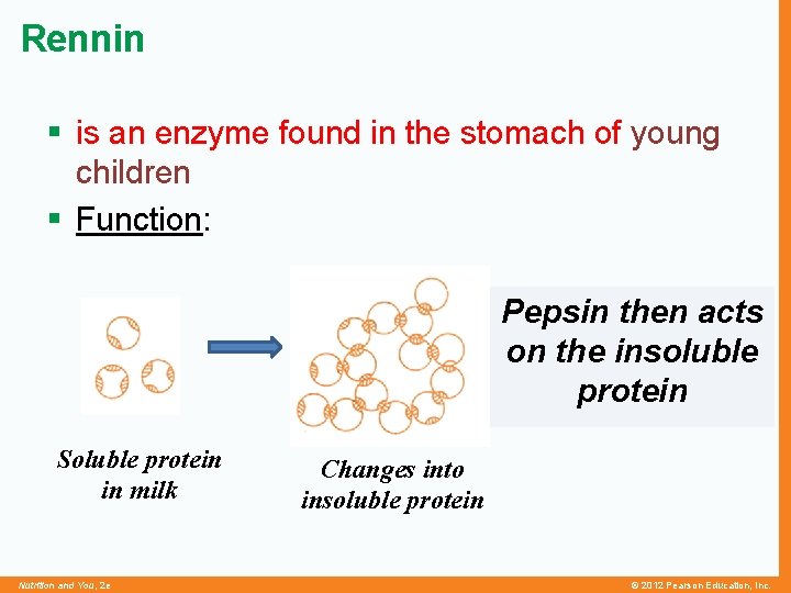 Rennin § is an enzyme found in the stomach of young children § Function: