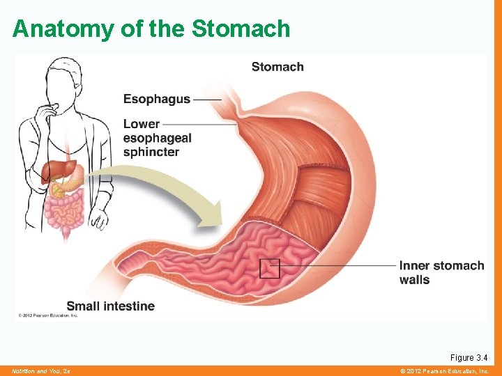 Anatomy of the Stomach Figure 3. 4 Nutrition and You, 2 e © 2012