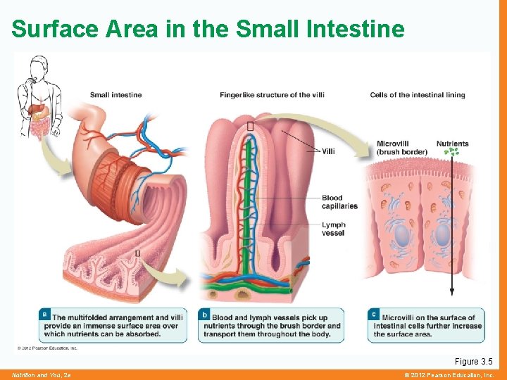 Surface Area in the Small Intestine Figure 3. 5 Nutrition and You, 2 e