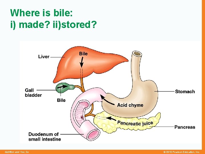 Where is bile: i) made? ii)stored? Nutrition and You, 2 e © 2012 Pearson