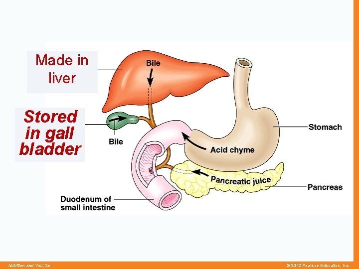 Made in liver Stored in gall bladder Nutrition and You, 2 e © 2012
