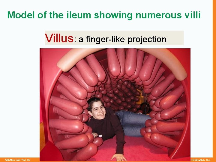 Model of the ileum showing numerous villi Villus: a finger-like projection Nutrition and You,