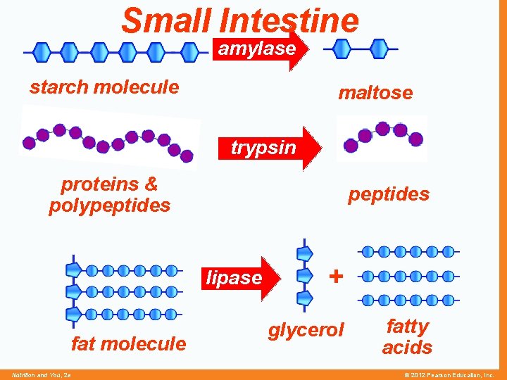 Small Intestine amylase starch molecule maltose trypsin proteins & polypeptides lipase fat molecule Nutrition