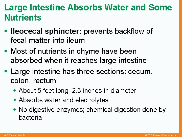Large Intestine Absorbs Water and Some Nutrients § Ileocecal sphincter: prevents backflow of fecal