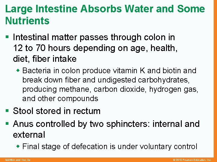 Large Intestine Absorbs Water and Some Nutrients § Intestinal matter passes through colon in