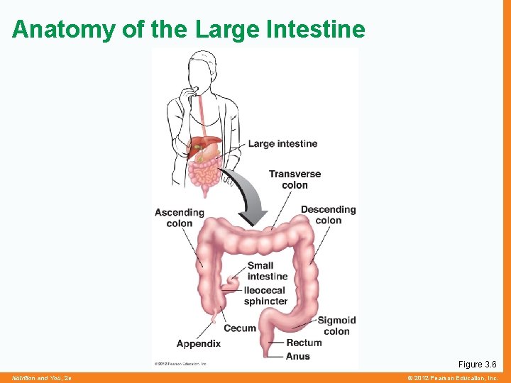 Anatomy of the Large Intestine Figure 3. 6 Nutrition and You, 2 e ©