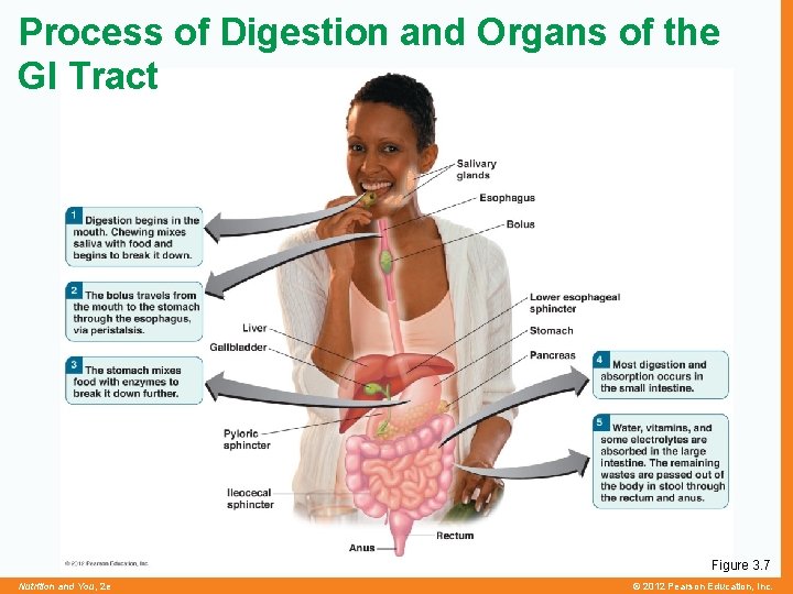 Process of Digestion and Organs of the GI Tract Figure 3. 7 Nutrition and