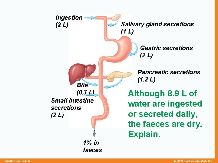 Ingestion (2 L) Salivary gland secretions (1 L) Gastric secretions (2 L) Bile (0.