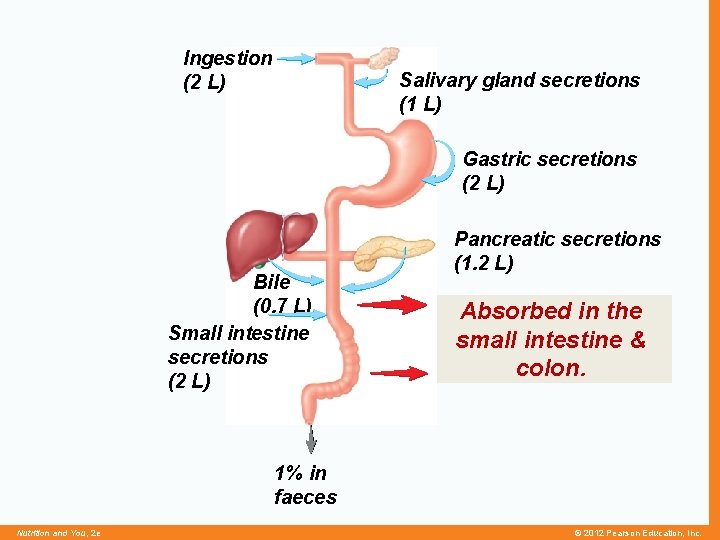Ingestion (2 L) Salivary gland secretions (1 L) Gastric secretions (2 L) Bile (0.
