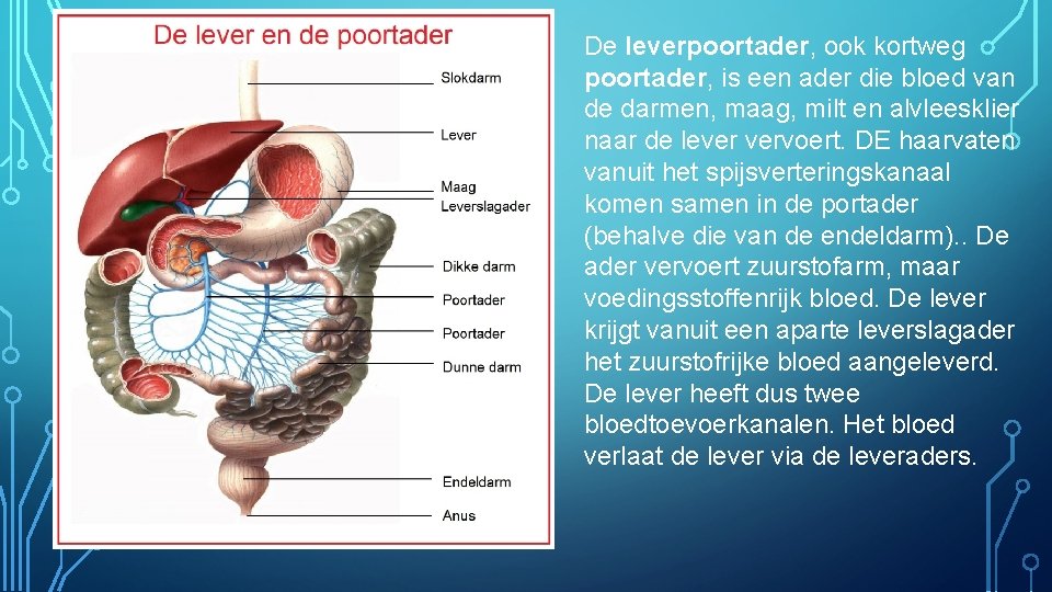 De leverpoortader, ook kortweg poortader, is een ader die bloed van de darmen, maag,