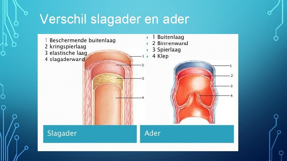 Verschil slagader en ader 