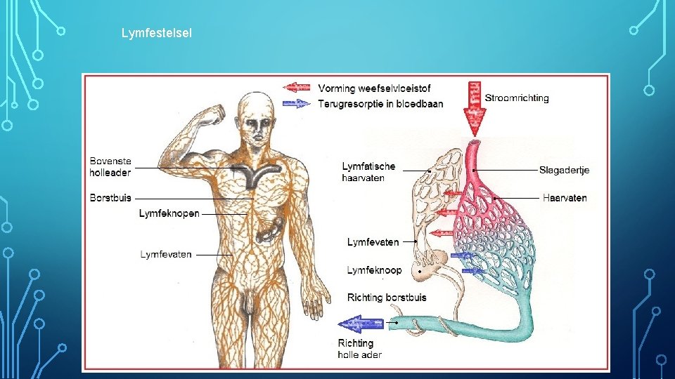 Lymfestelsel 